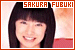 Sakura Fubuki